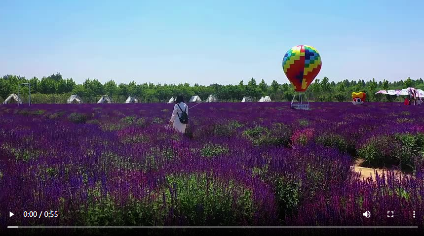 聊城市东昌府区：芳香文化博览园 花开满园醉游人
