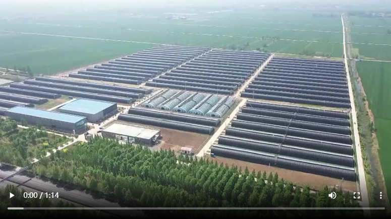 聊城市东昌府区：昔日盐碱地 今朝“聚宝盆”