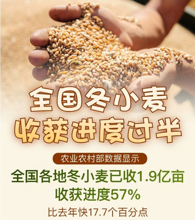 图解｜全国冬小麦收获进度过半