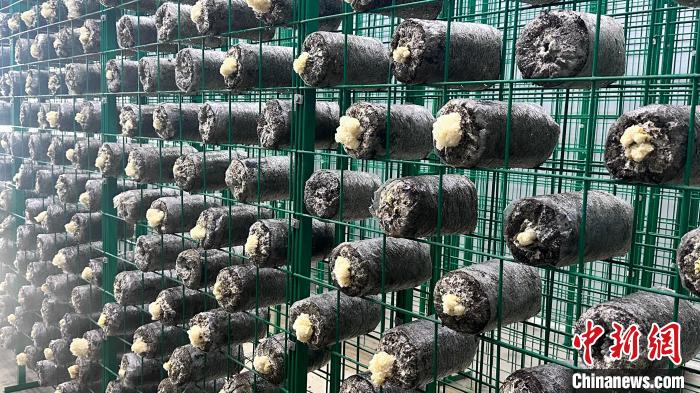 食用菌银耳在西藏拉萨首次试种成功