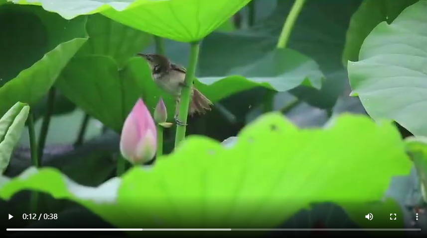 聊城：来湖畔邂逅“夏雨荷”