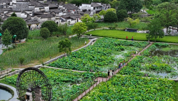 【央广时评】全民参与 农文旅添彩乡村“丰”景图