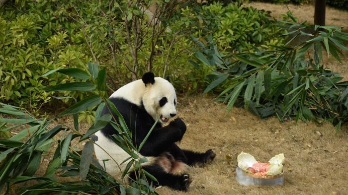 日本“粉丝”中国重逢 为大熊猫“明浜”庆生