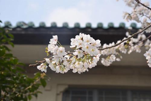 从中医调理到“智能抗困” 中国年轻一代花式“解春困”