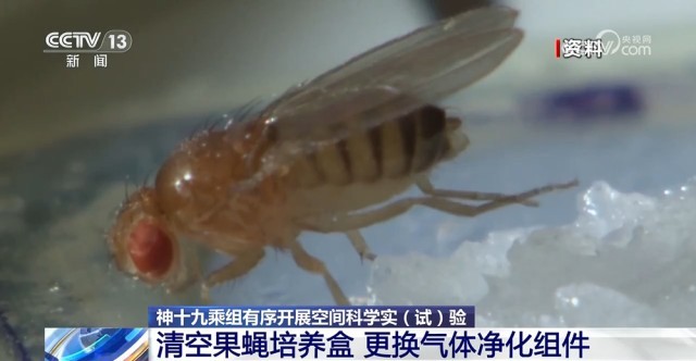 中国空间站首批在轨繁育果蝇即将返回地球 有望获得多项科学成果