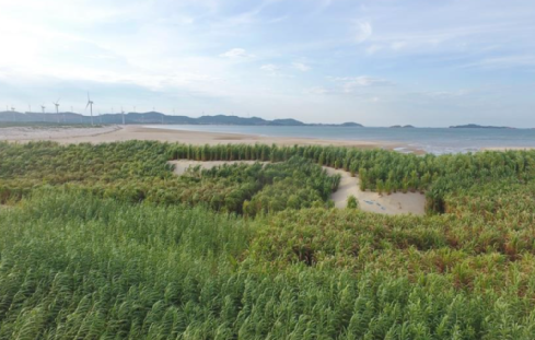 福建农林大学菌草治沙团队——“菌草铁军”的山海情
