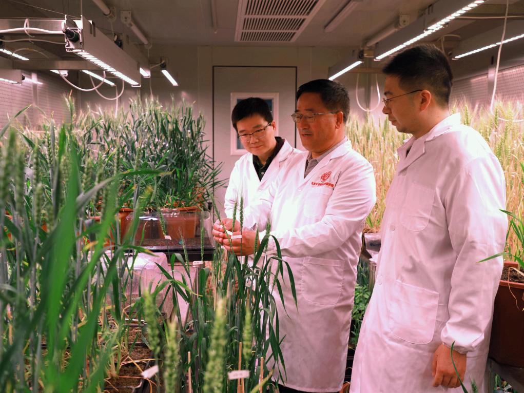 中国科学家成功“拼”出小麦完整基因组“拼图”