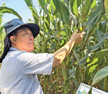 吉林农业大学教授刘景圣潜心玉米保质减损和精深加工研究——  做好一穗玉米的“后半篇文章”
