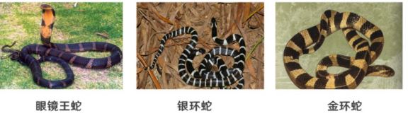 小心！蛇出没……被蛇咬了该咋办？正确处理方式你知多少？