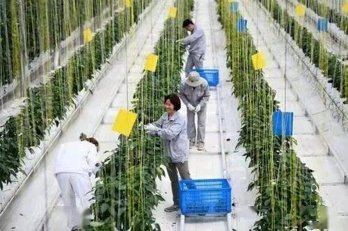 农业农村部部署推进全国设施园艺提档升级工作
