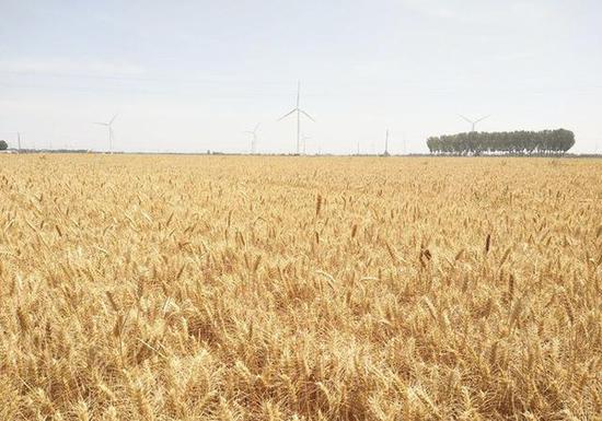 全国夏粮小麦收获进度过七成 麦收重心转移至山东、河北等地