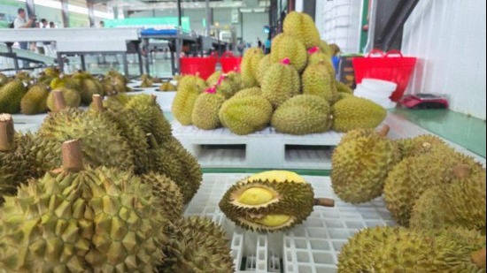 海南榴莲产销对接活动举行 有望直通更多市场