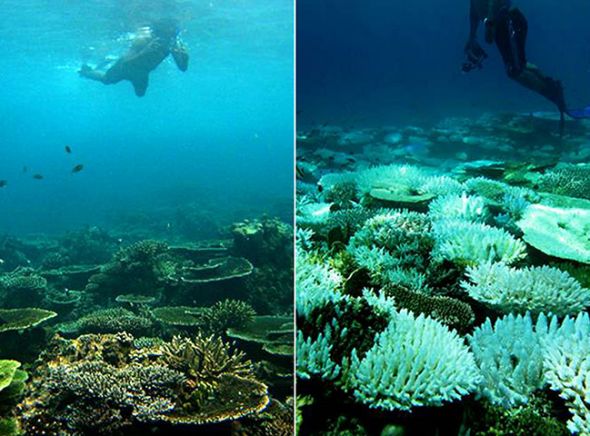 守护“深蓝” 多地探索海洋生态保护修复