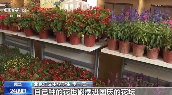 为祖国献礼 北京市民培育的850盆鲜花将亮相长安街