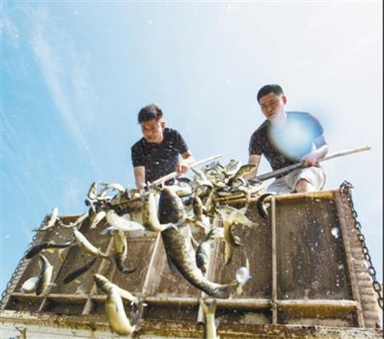 生态修复：13万尾鱼苗放流鄱阳湖