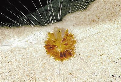 美科学家 发现蒲公英水母