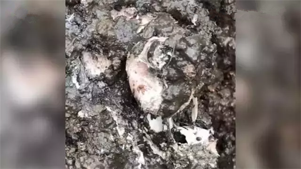 比挖出上万头病死猪更可怕的 是村民多年举报无果